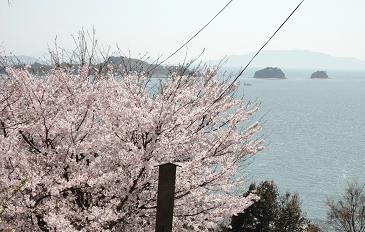 海と桜.jpg