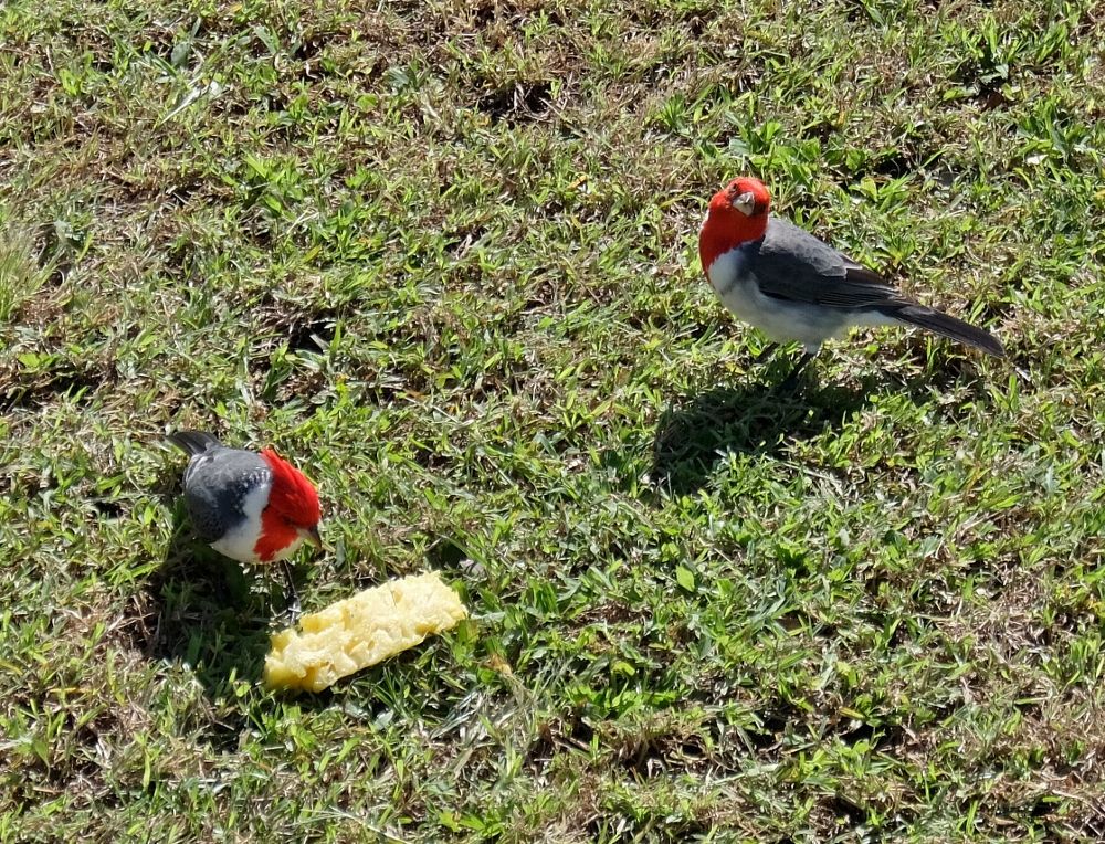 ハワイでよく見かける 紅冠鳥 頭 赤い