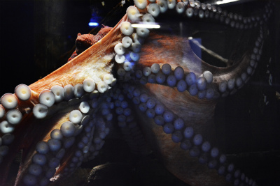 須磨水族館27