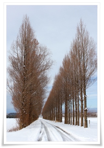 河北潟干拓地-6 メタセコイア-1 13.1.5