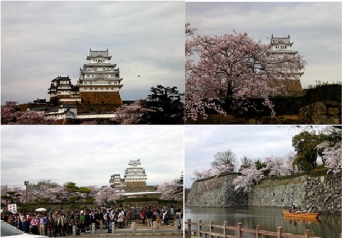 姫路城と桜ー１.jpg