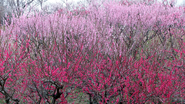 広島市植物公園の梅