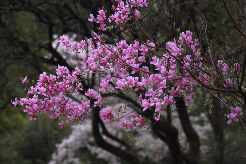 亀山公園_006ミツバツツジ.jpg