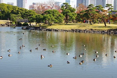 浜離宮恩賜庭園