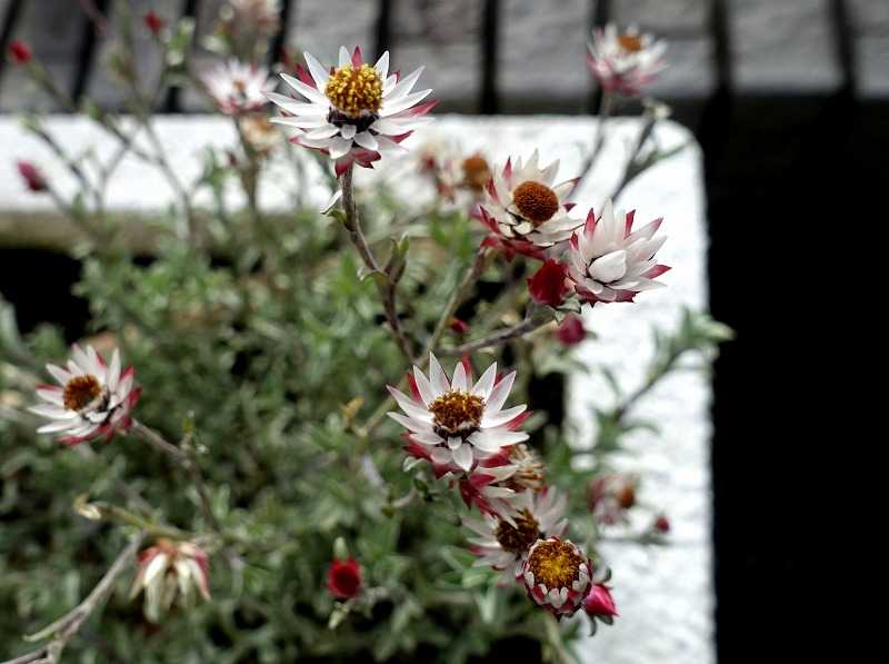 1月12日 今日の一花 シンカルファ・ハートクイーン | gazengamaのブログ 散歩中に出合った花と趣味の陶芸作品 - 楽天ブログ