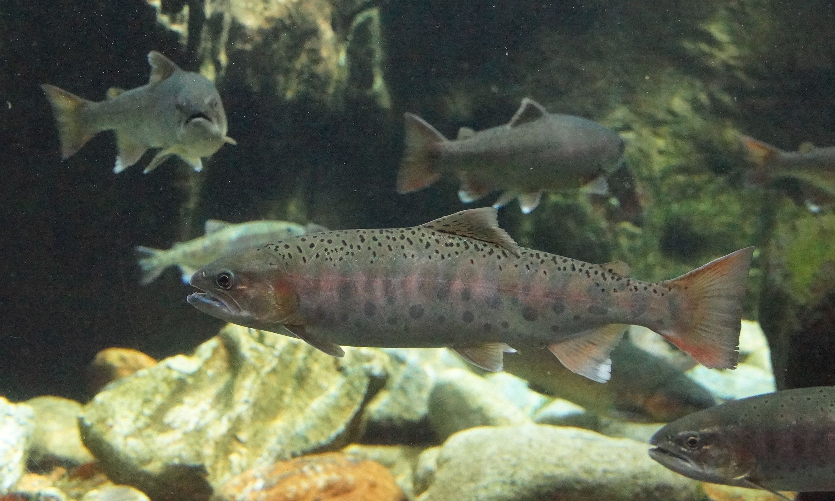 コラム サケとマスの呼び名 アウトドア親爺の徒然日記 楽天ブログ