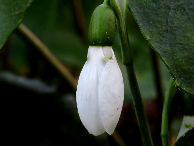 6ページ目の記事一覧 Gazengamaのブログ 散歩中に出合った花と趣味の陶芸作品 楽天ブログ