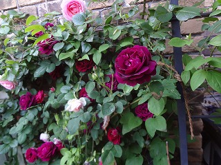 DSC05203.jpg
