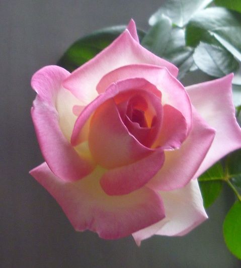 P1240303画像2.jpg
