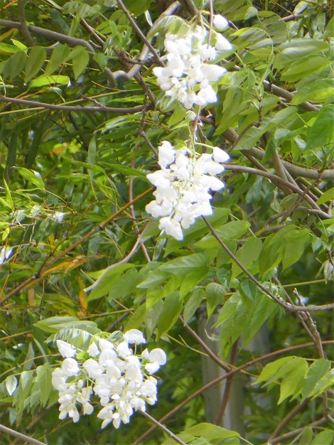 P1040339.JPG