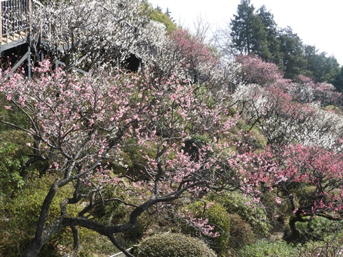 池上梅園