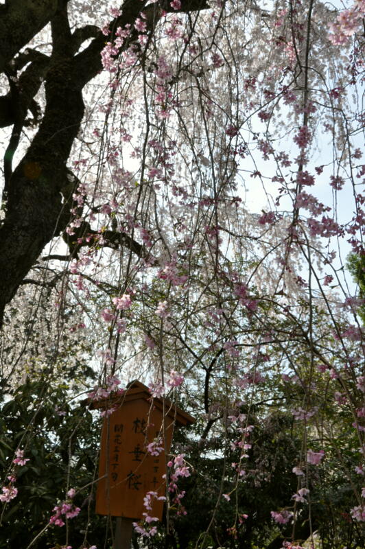 枝垂桜2