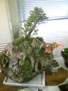CA3E0776.jpg盆栽.jpg