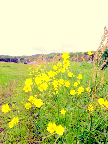 ウマノアシガタ・花の群れ