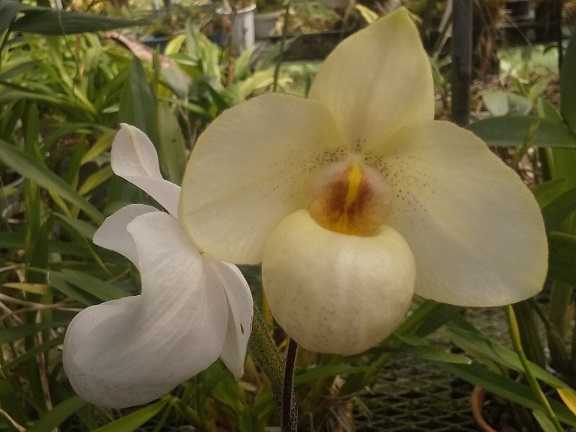 Phrag.ヒルツィー、Paph.アルメニ・ホワイトのその後、Coel.バーフォー