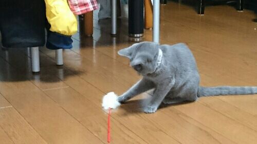 rblog-20170205195707-03.jpg