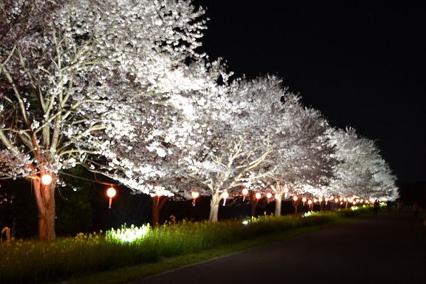 夜桜