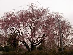 枝垂れ桜