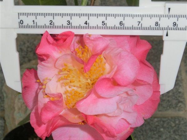 ツバキ「ヌチオズ・ジュエル」開花 | 椿に夢中 - 楽天ブログ