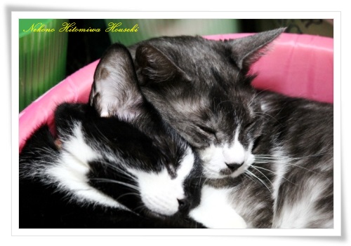 蓮 ＆ 花梨 13.10.29-1