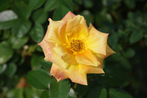 神代植物公園の秋バラ