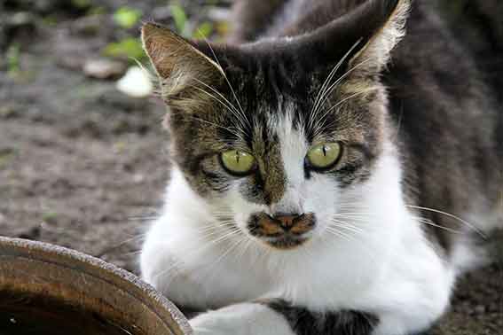 我が家のニャンコ♪2015/9/24-2