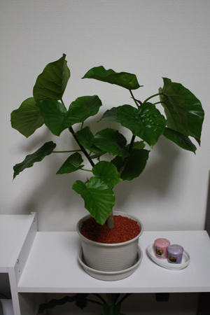20120606-2.jpg