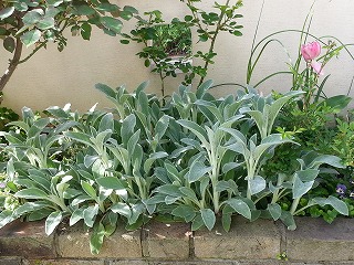 2015-04-18 08.10.21ss.jpg