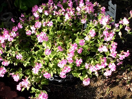 フクロナデシコ