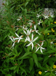 06-09花たち (2).JPG