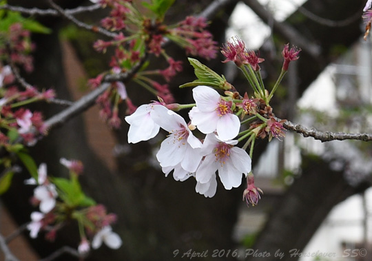 20160409_1632CherryBlossom_01