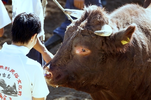 山古志　闘牛