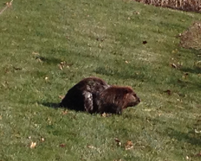 beaver01.JPG