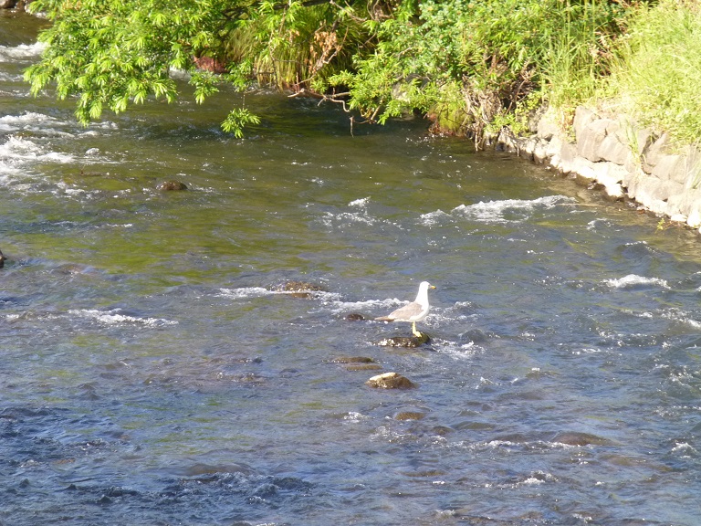 P1000490.jpg