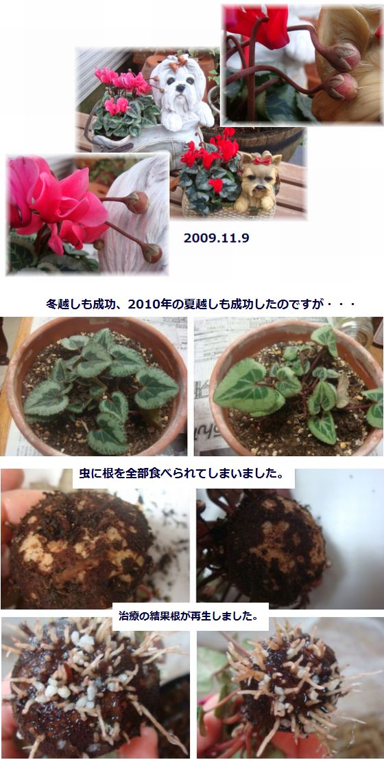 なくなってしまったかもしれないガーデンシクラメンです。