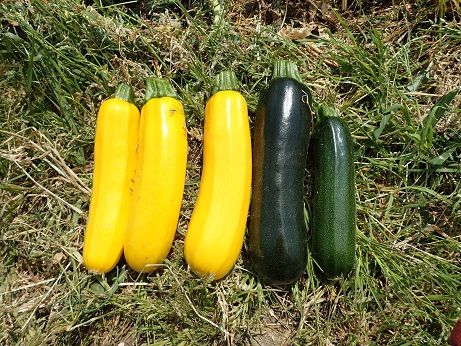 ズッキーニ収穫タイミング 葉山農園 5月上旬 暇人主婦の家庭菜園 楽天ブログ