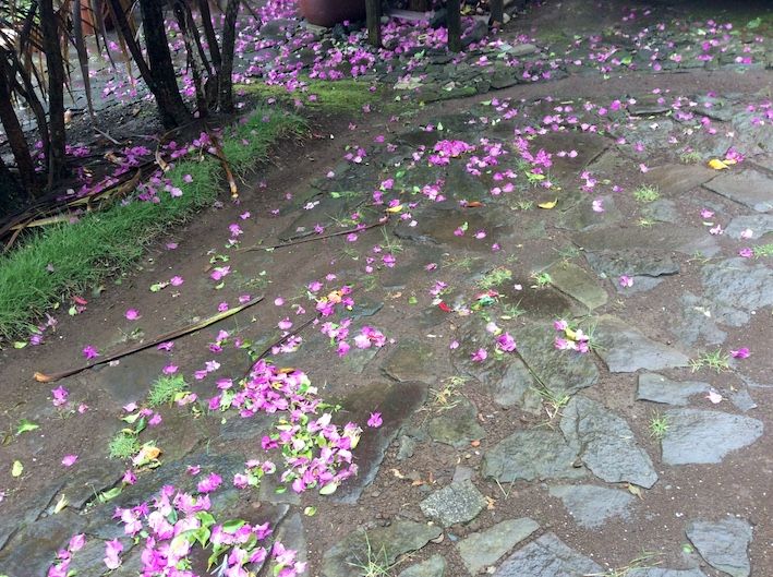 雨が降る風が吹く花が散る サンゴシトウ 楽天ブログ