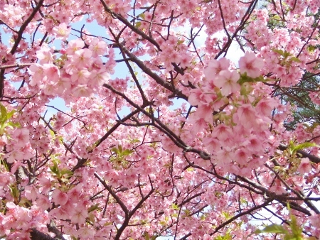 河津桜4.jpg