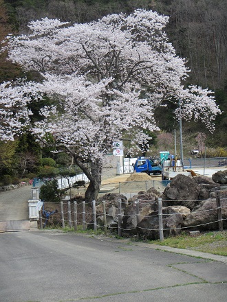 桜の木.jpg