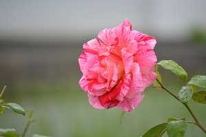 2012年6月 013.jpg