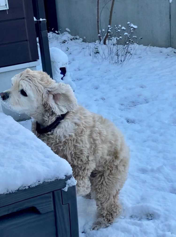 雪遊びしたよ犬 アメコカ はうぴーブログ 楽天ブログ