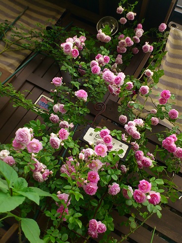 DSC_3920.JPG