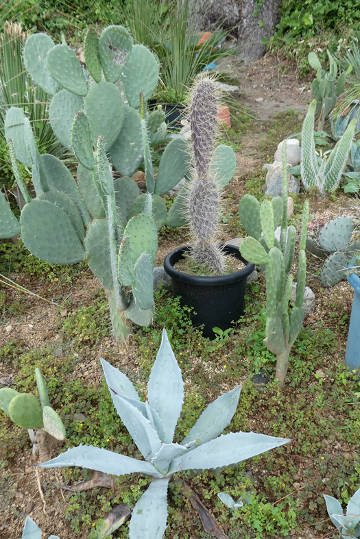 黒肌白刺ガラパゲイア(Opuntia galapageia hensl) | 小平太1098