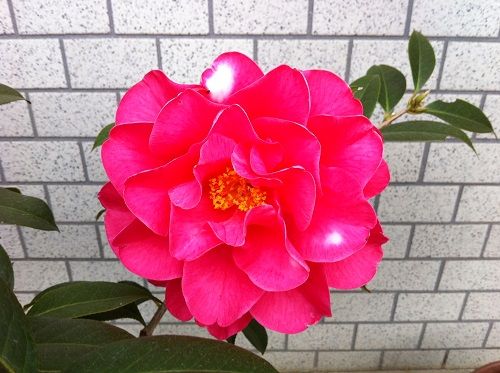 椿 フランク・ハウザー 益々大きく | 椿に夢中 - 楽天ブログ