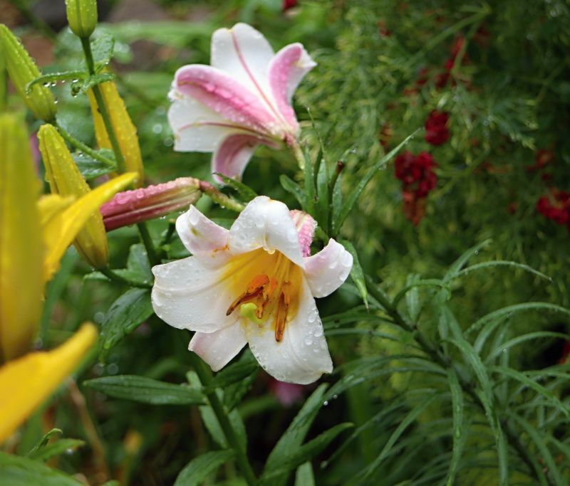 リーガルリリー バラと可愛い花たち 楽天ブログ