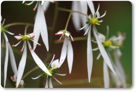 実家の庭で-2 ニンジソウ-2 13.11.8