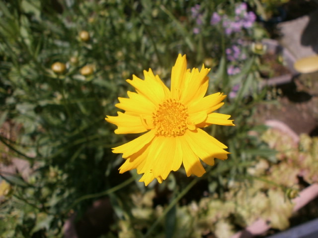 P5151181.JPG