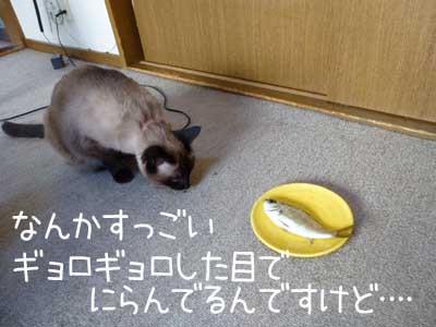 アジ３.JPG