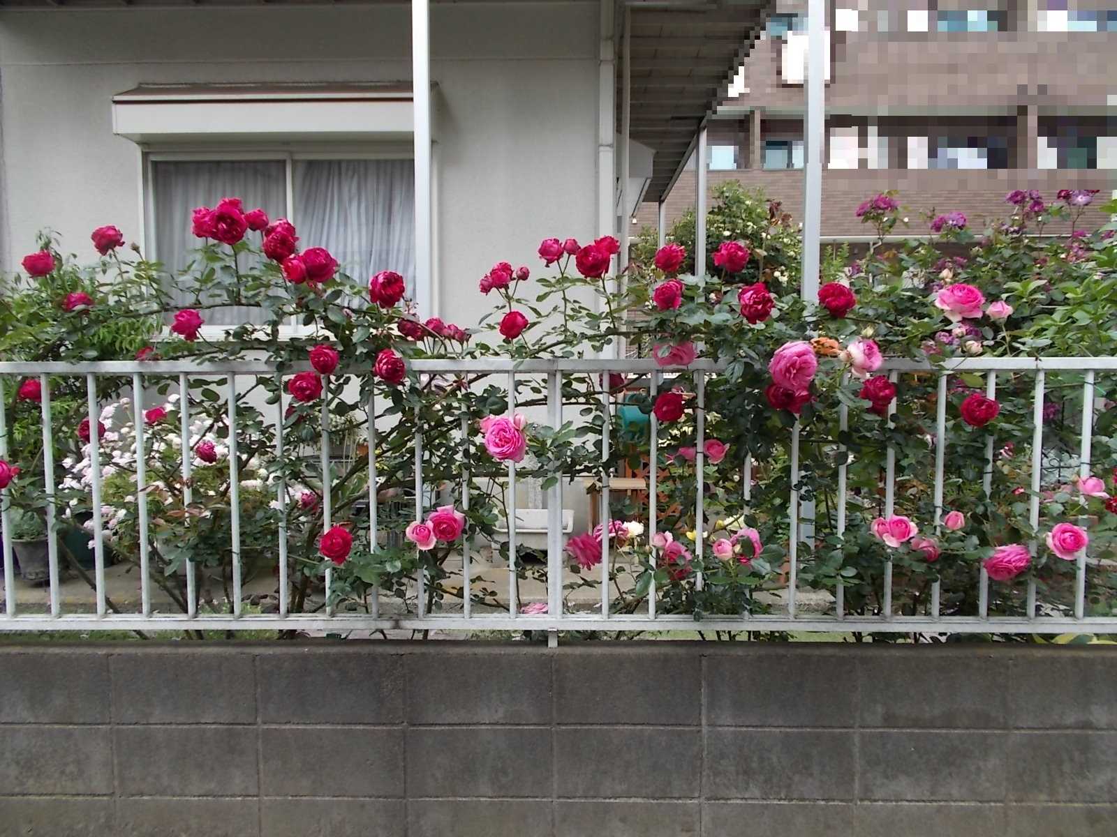 ２つのつるバラをフェンスに誘引しました バラを咲かせることが好き 楽天ブログ