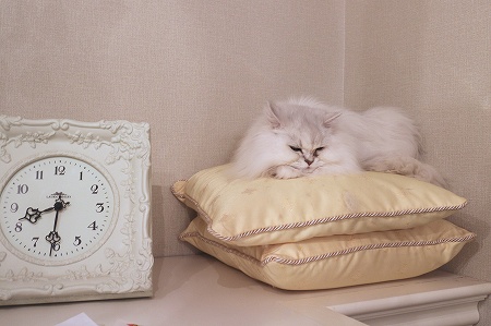 白色猫